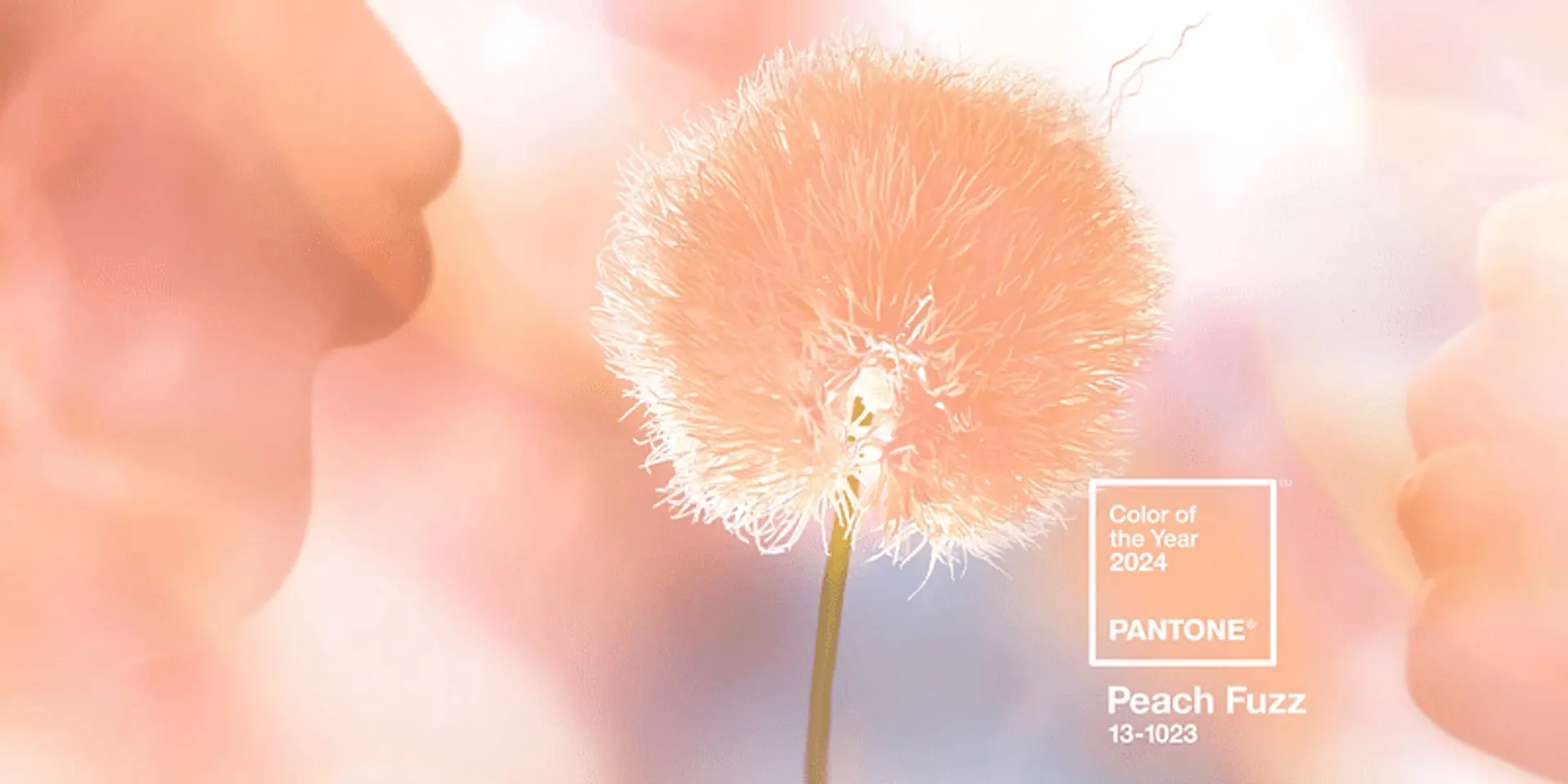 Pantone's 2024 Color of the Year is Peach Fuzz