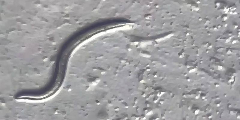 Scientists Revive 46,000-Year-Old Siberian Worm: The Ice Age Survivor