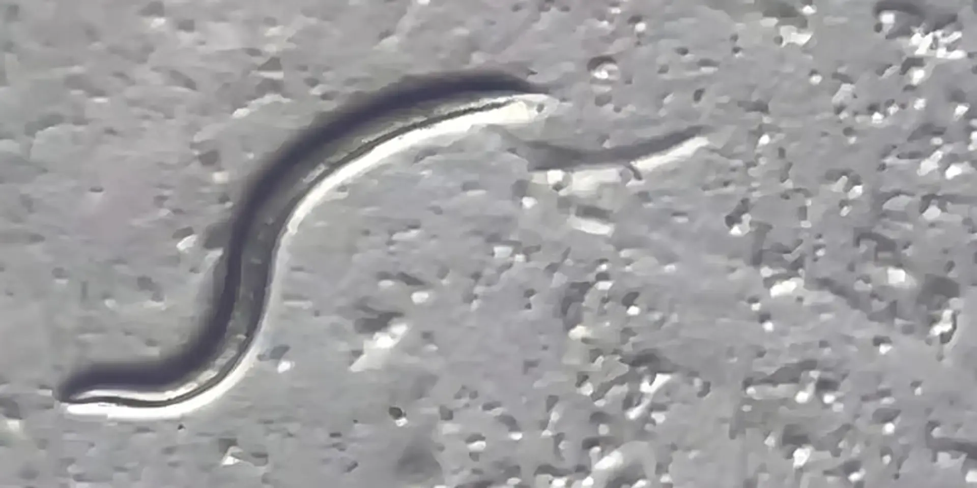 Scientists Revive 46,000-Year-Old Siberian Worm: The Ice Age Survivor