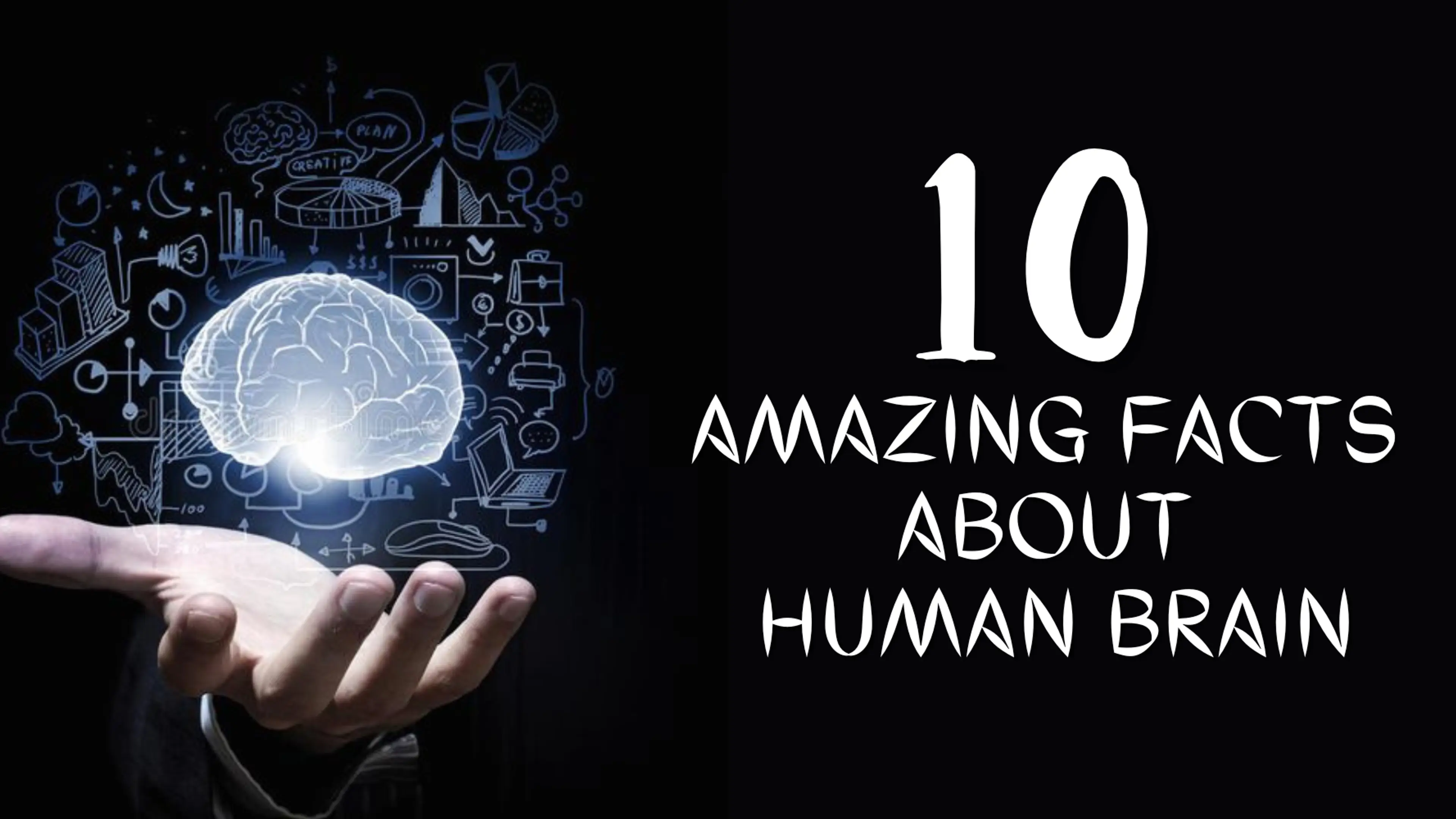 Triple The Brainpower: The Astonishing Growth Of The Human Brain - rmamoo6
