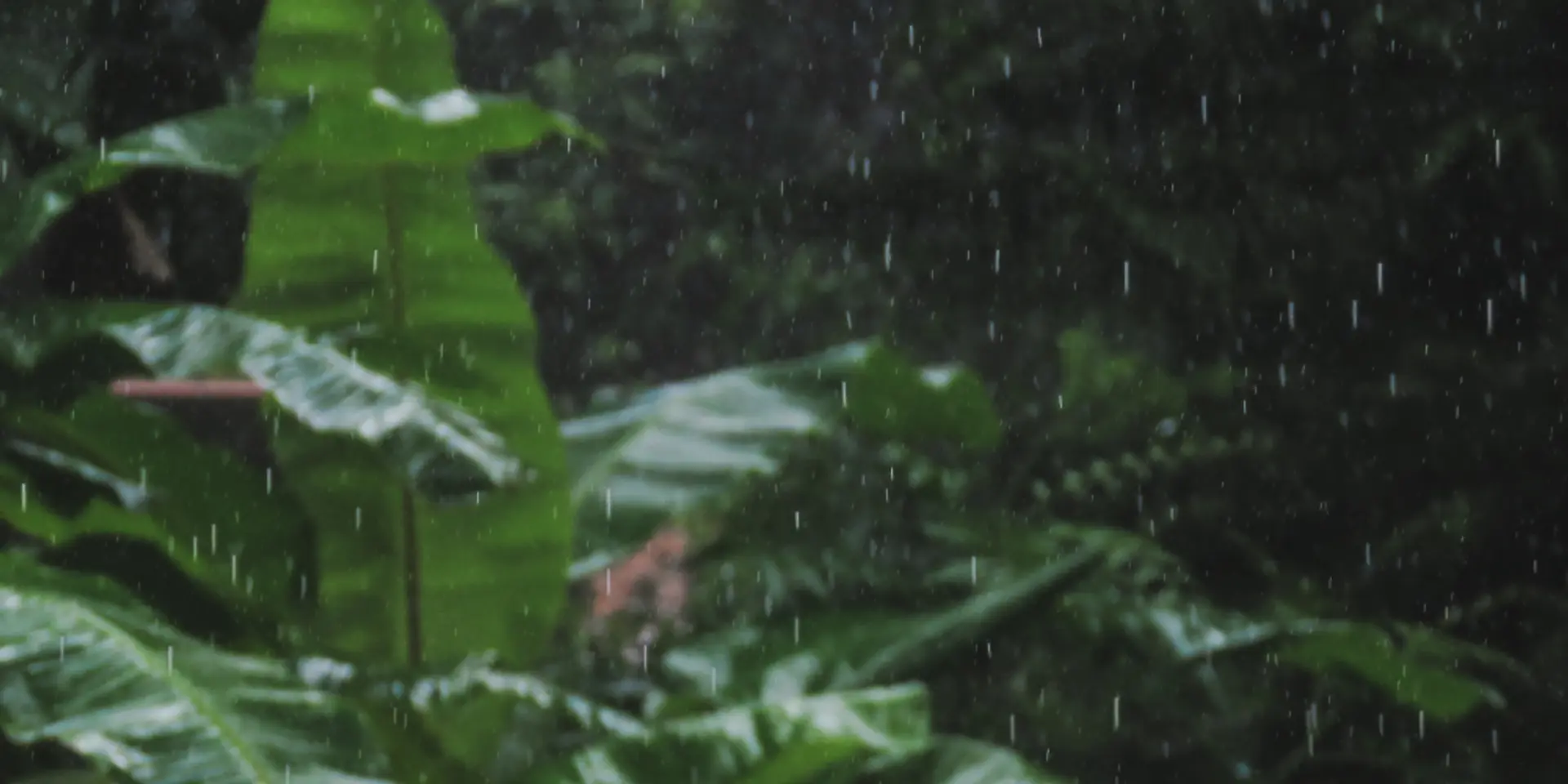 7 Monsoon-Friendly Plants to Boost Health and Safety