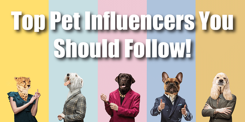International Dog Day: Top 10 pet influencers taking social media by storm