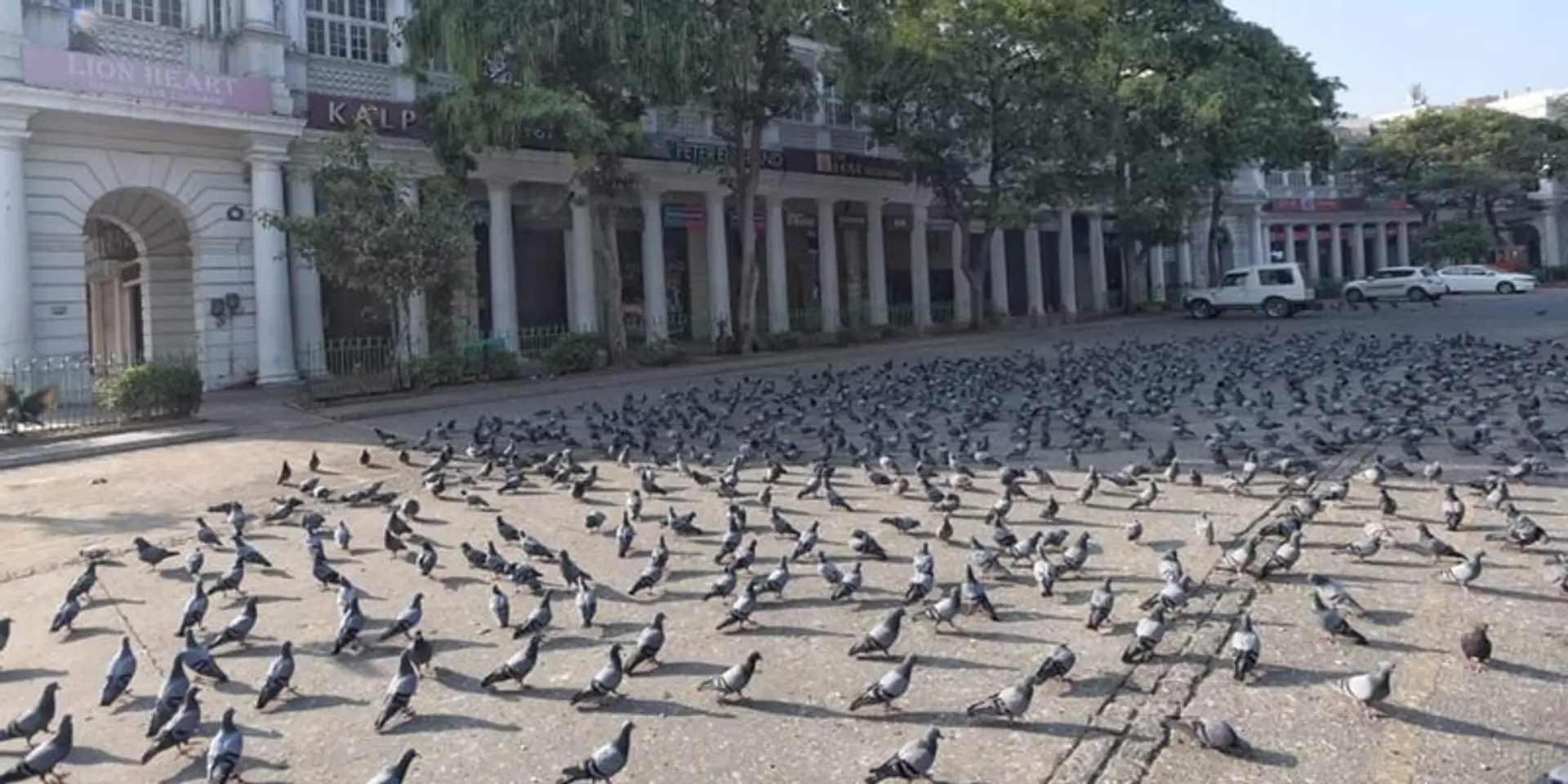 Coronavirus: With no humans in sight, how India looked on 'janata curfew'