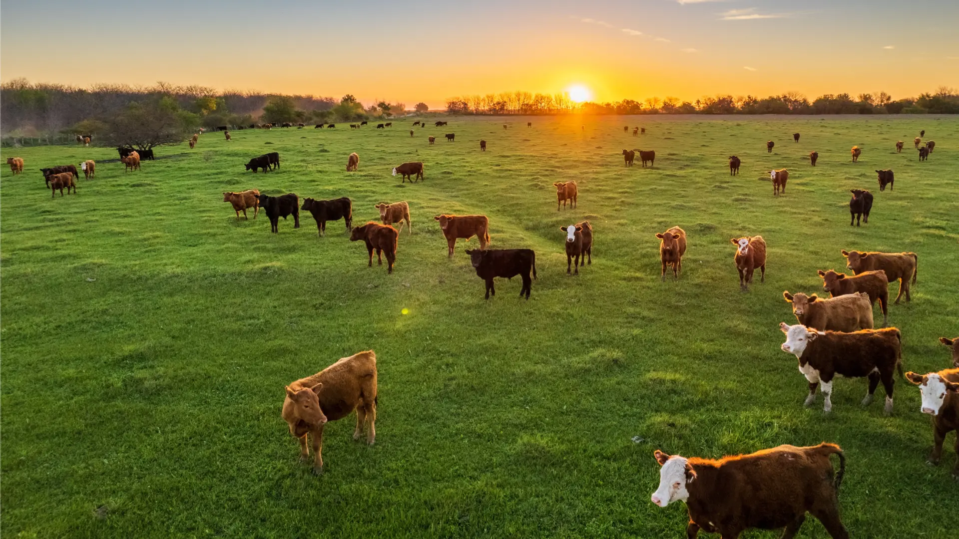 Feeding the future: Upcycled food as a sustainable alternative in animal diets