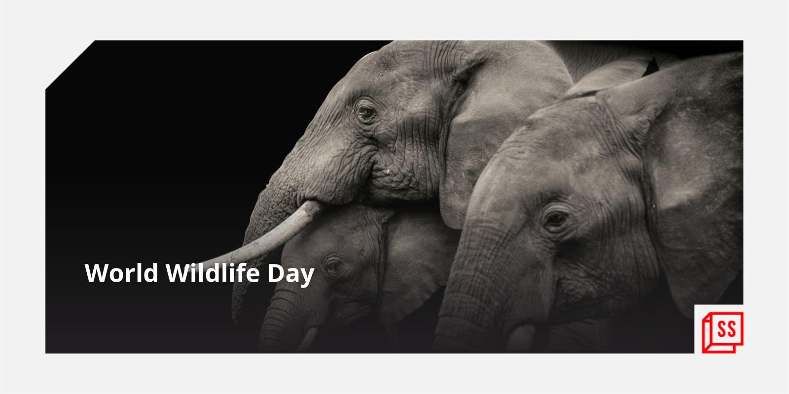 World Wildlife Day: Meet the unsung heroes of planet Earth