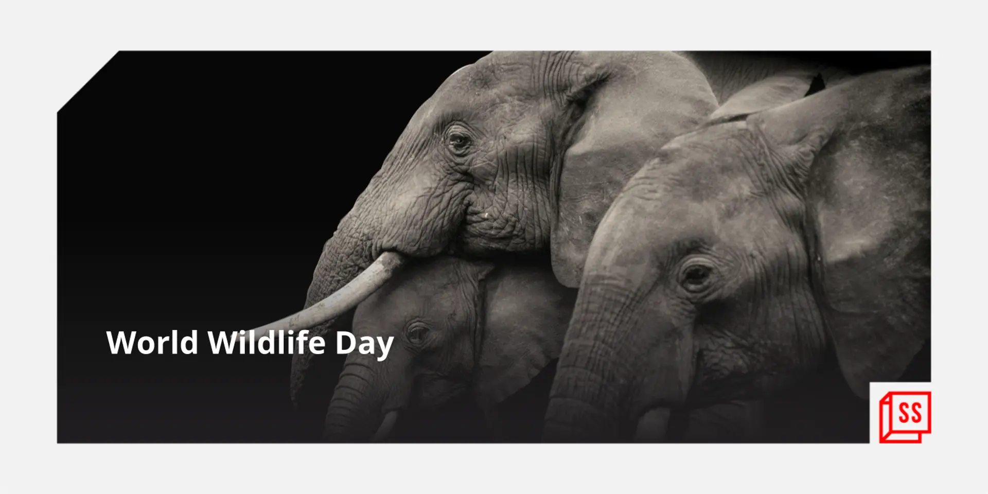 World Wildlife Day: Meet the unsung heroes of planet Earth