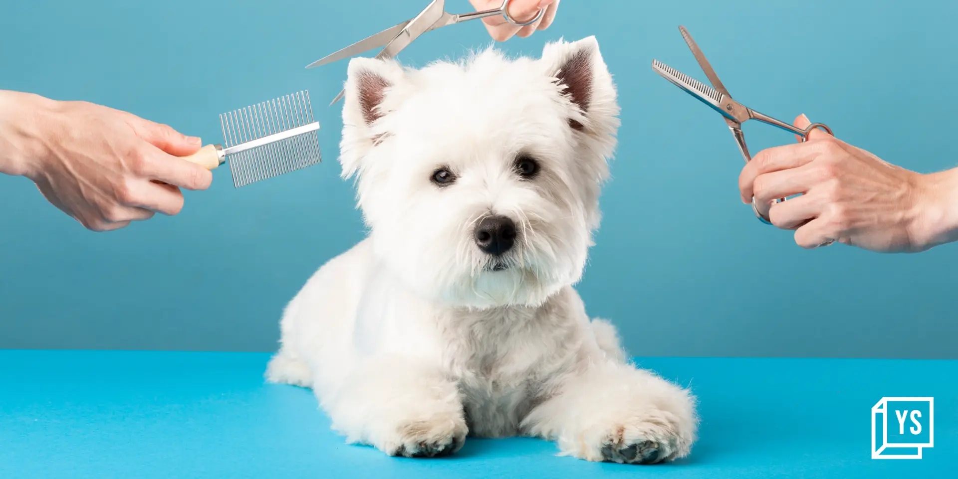 India's thriving pet care sector: The ideal ground for a unicorn
