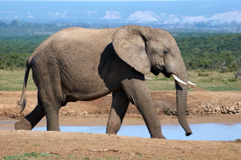 World Wildlife Day