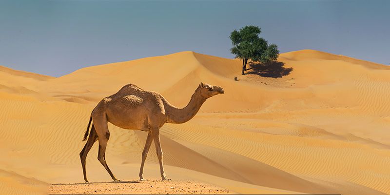 [YS Learn] Why is it increasingly important for startups to follow the camel model instead of the unicorn model 
