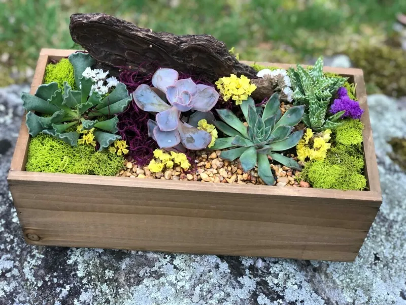 succulent plant box