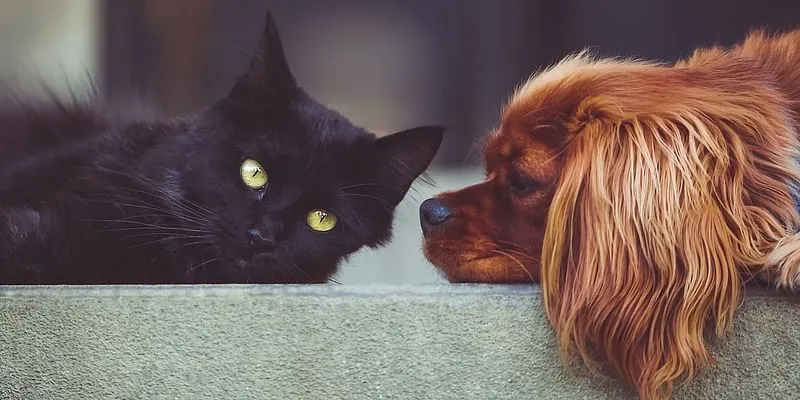 Introducing Your Cat to other Pets