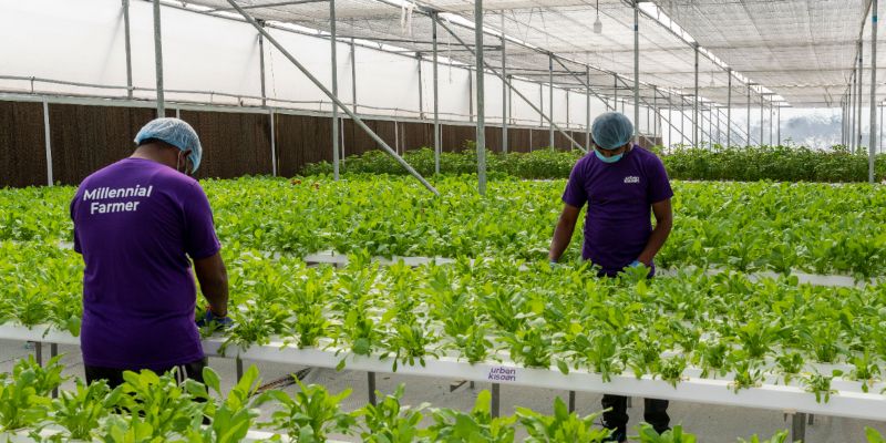 [Funding Alert] Hyderabad-based UrbanKisaan raises undisclosed capital from BVC to expand market presence