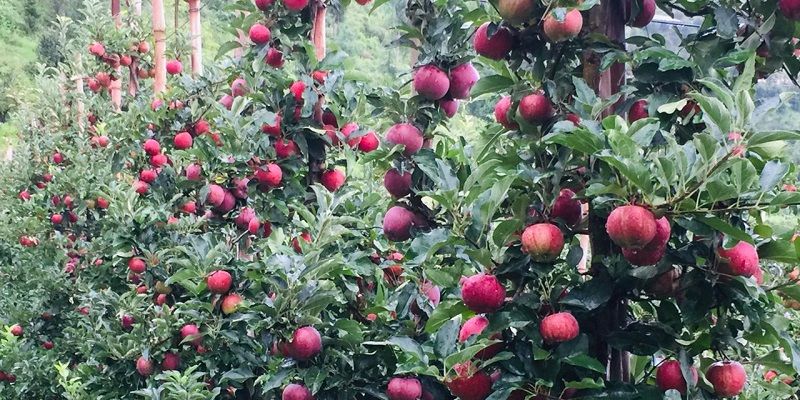 Apple Orchards