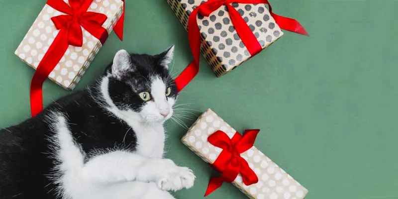 Cat love Valentine