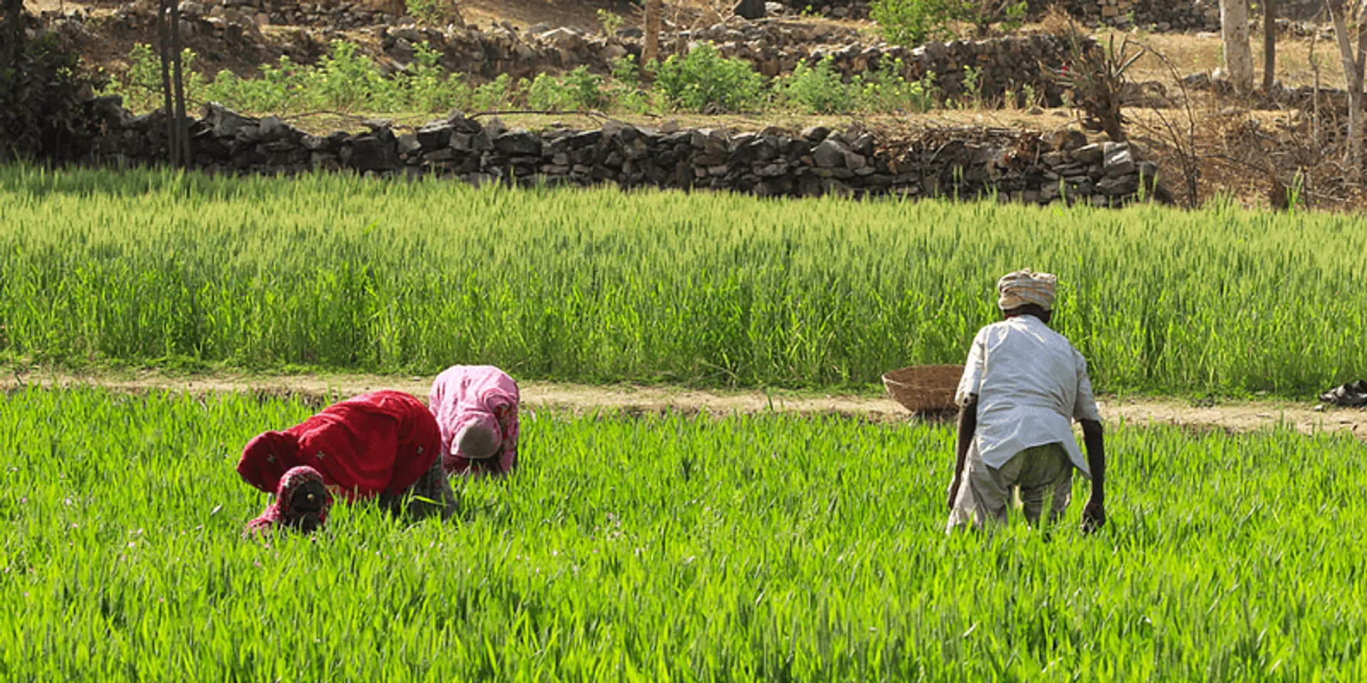 We Founder Circle invests in three agri-tech startup deals worth $2.5M