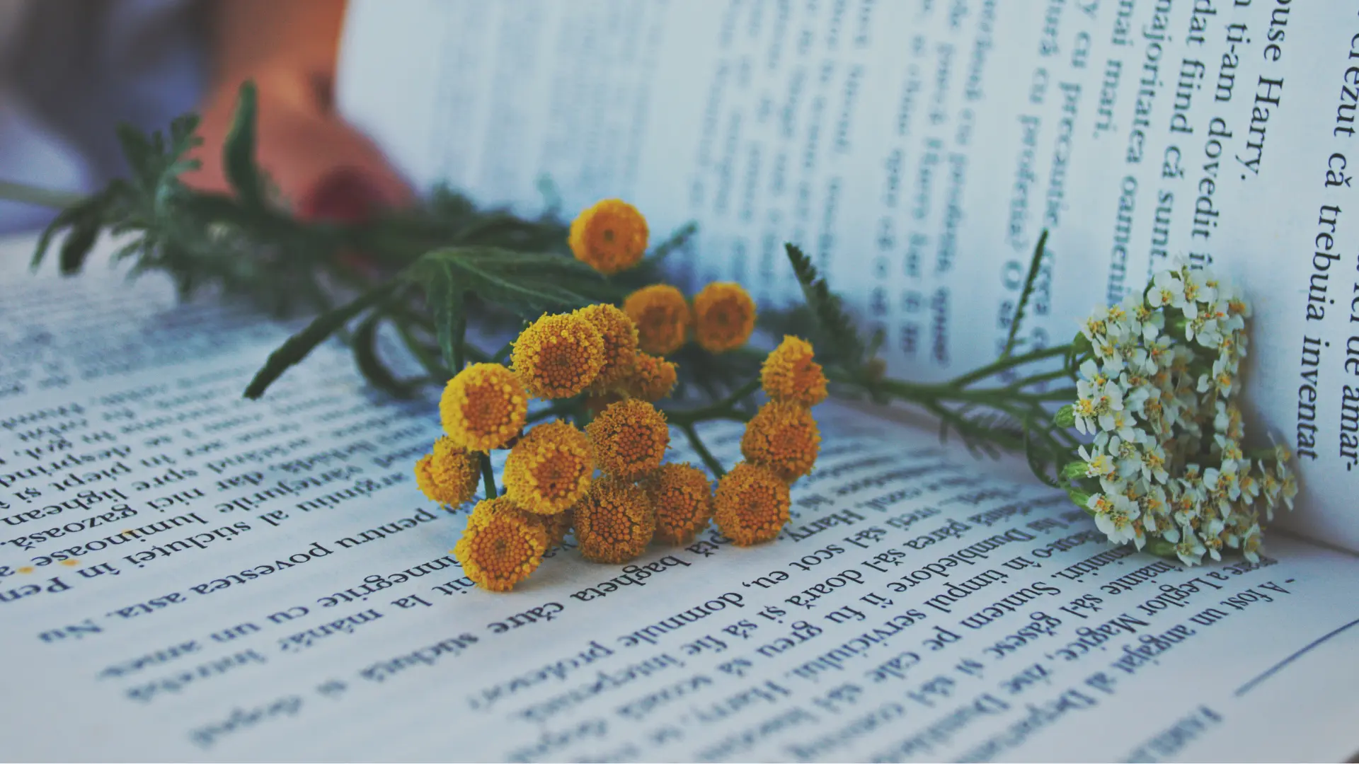 5 short books that feel bigger than binge-worthy shows