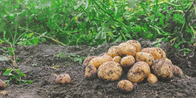 Utkal Tubers potatoes