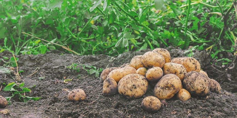 Potato startup Utkal Tubers just raised $1.44M in strategic funding