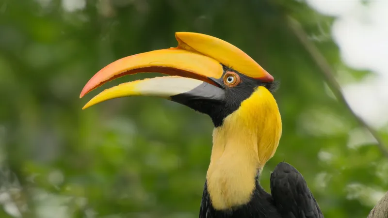 Great Hornbill; Image credit: ©Sandesh Kadur/Felis Images