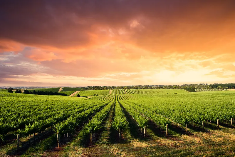 A vineyard in South Australia