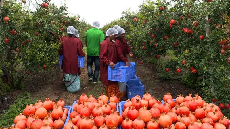 INI Farms pomegranates