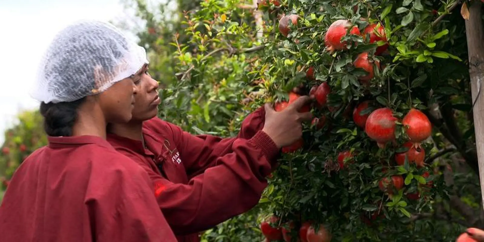 Agritech startup INI Farms enters D2C commerce after disrupting fruit supply chain and exports