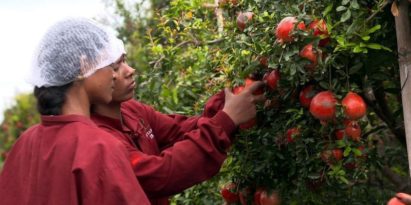 Agritech startup INI Farms enters D2C commerce after disrupting fruit supply chain and exports 
