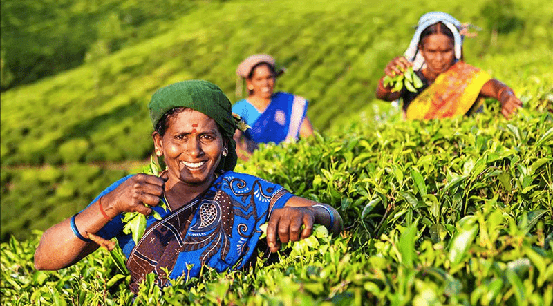 Tea farmers _Unilever