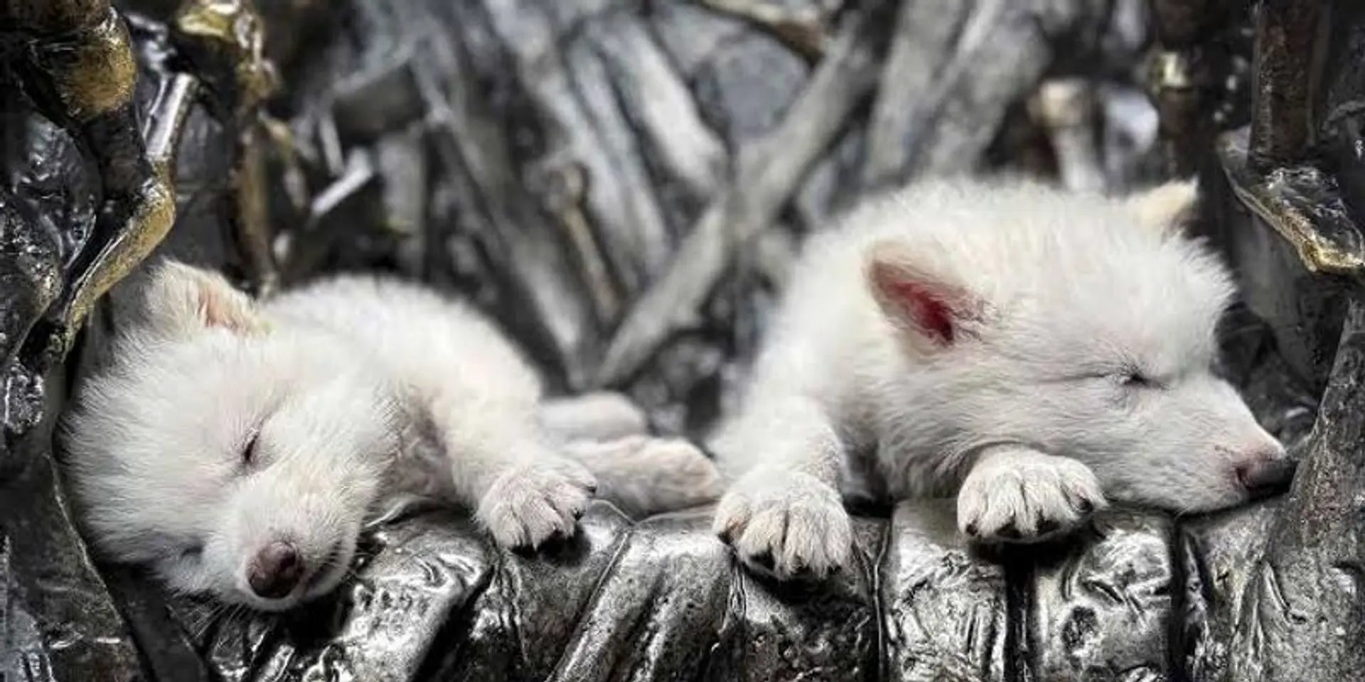 Reviving the Dire Wolf: A Leap in De-Extinction Technology