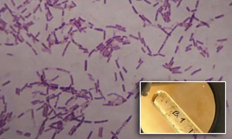 bacillus F