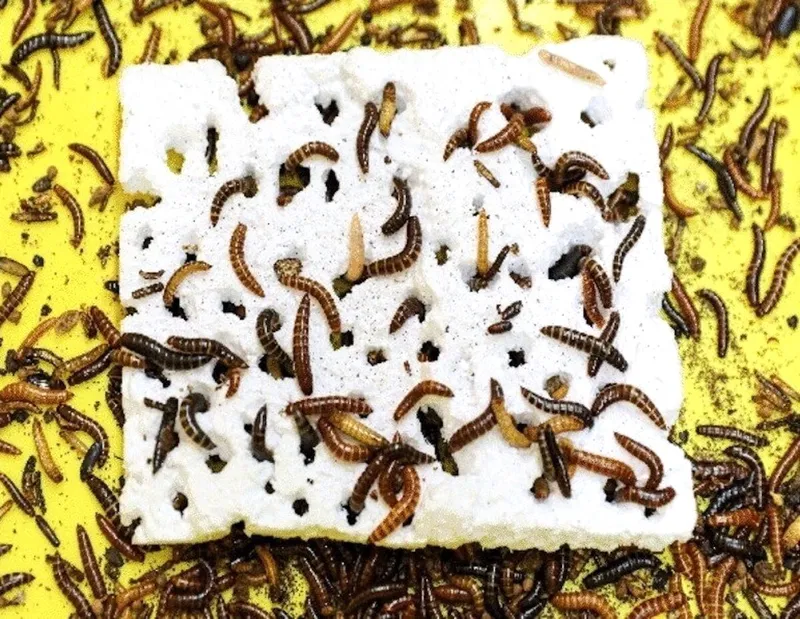 kenyan mealworm