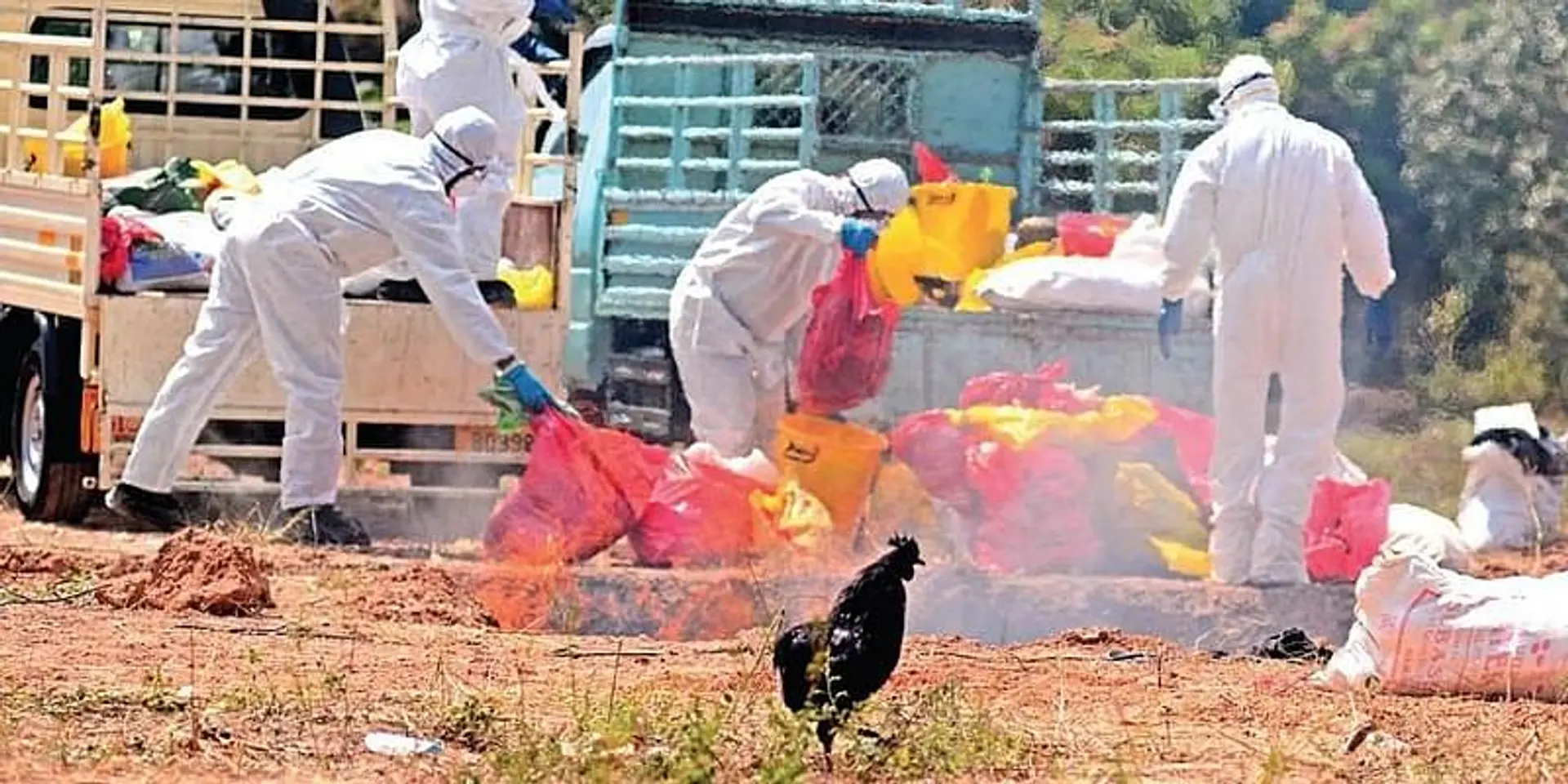 Centre deploys multi-disciplinary teams to avian influenza-hit districts of Kerala, Haryana