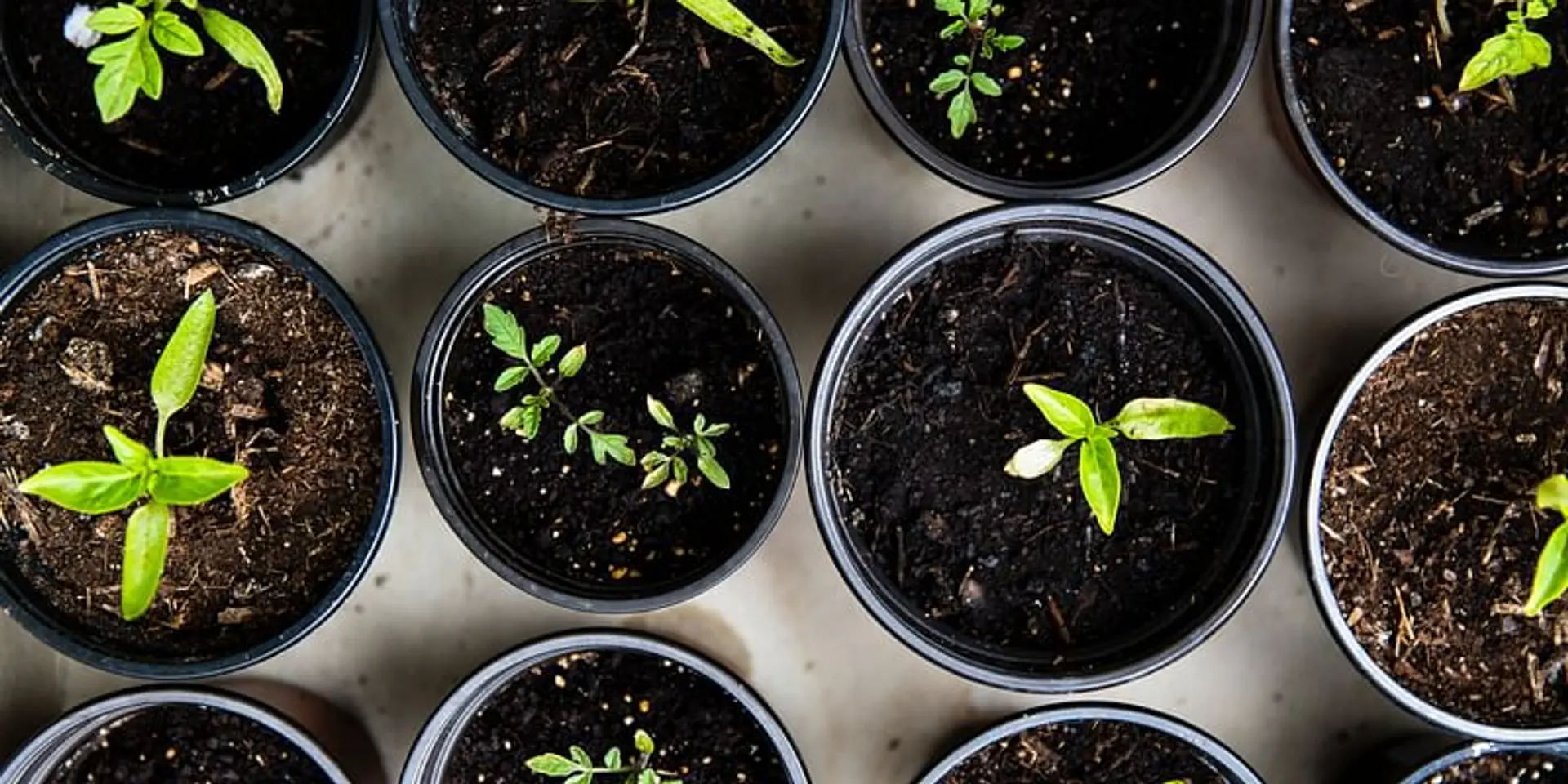 Farm-focused startups attract capital even as agritech funding declines 58% in 2022: Report
