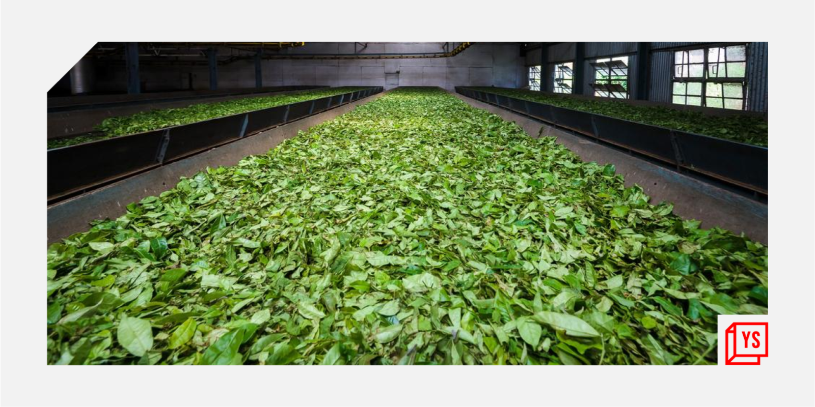 How technology is changing the tea business

