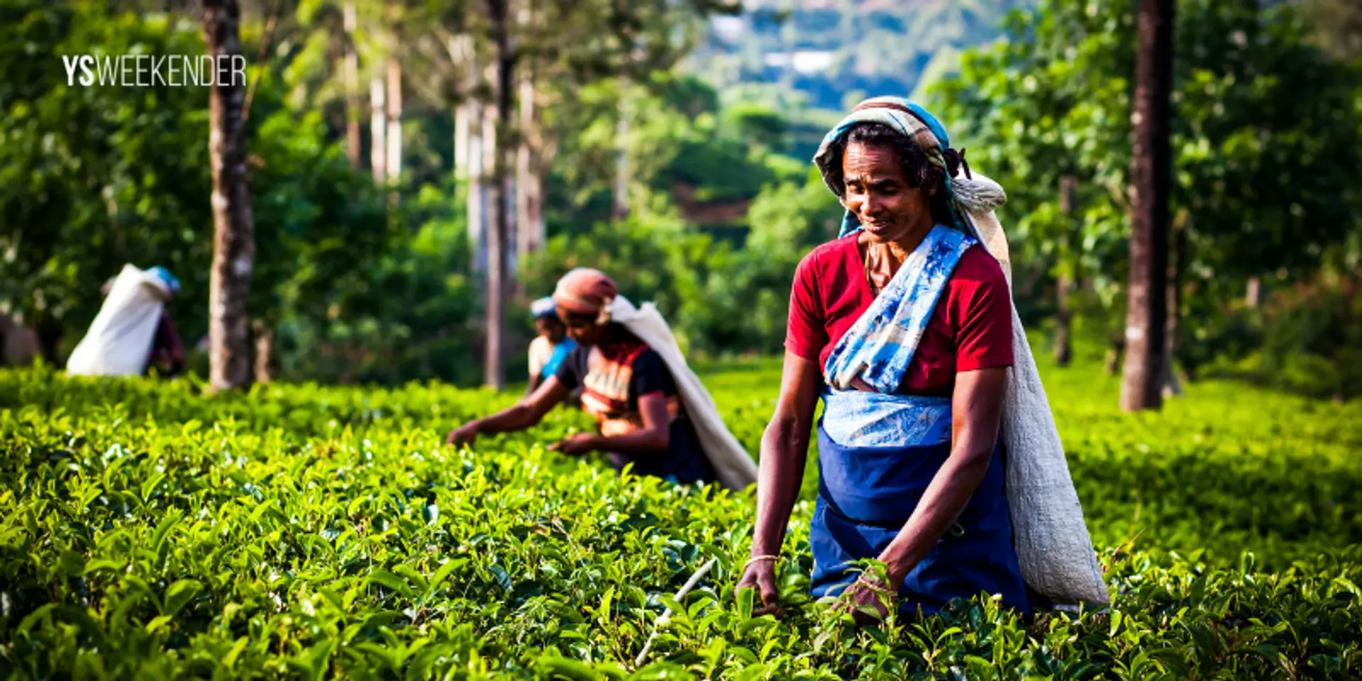 How India can brew a vacation revolution by focusing on tea tourism
