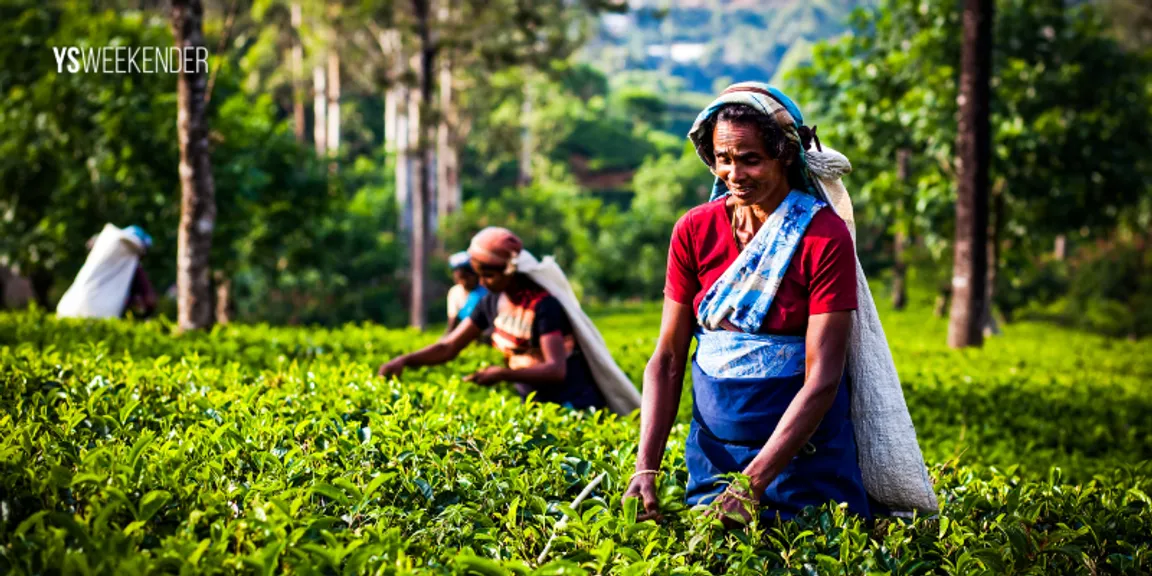 How India can brew a vacation revolution by focusing on tea tourism

