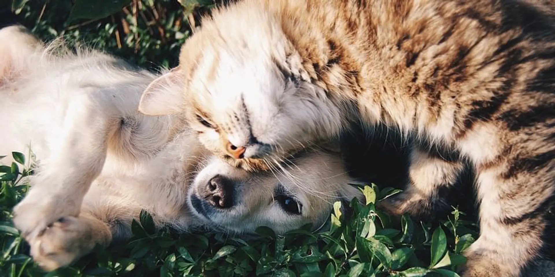 How home-run pet startups are giving big-chains a run for their money