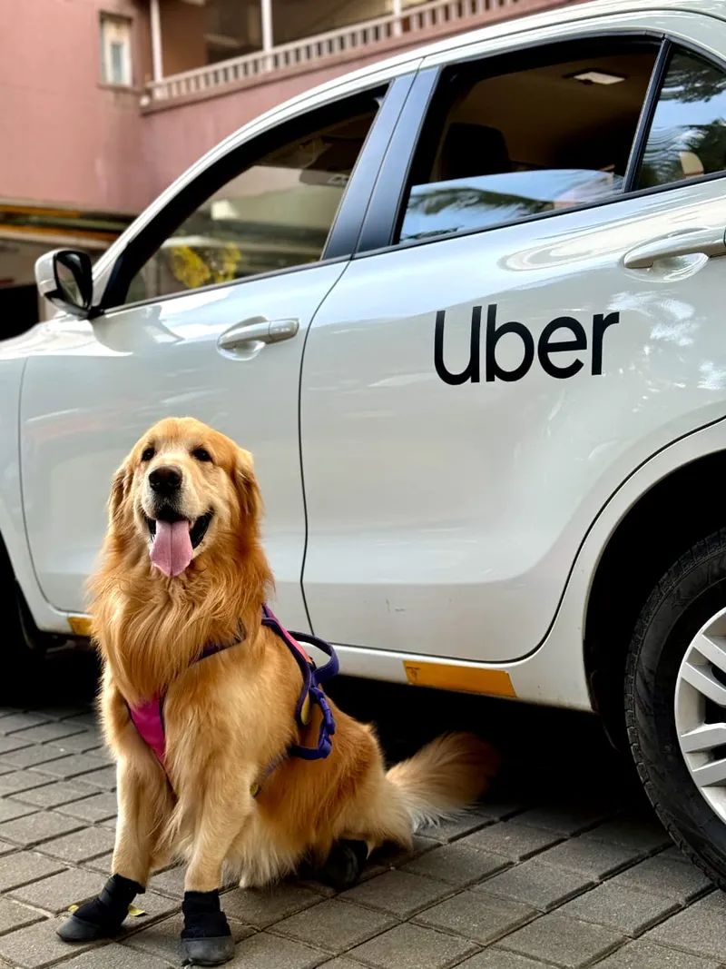 Uber Pet caters to the growing number of pet owners looking for convenient transportation options without leaving their furry companions behind.