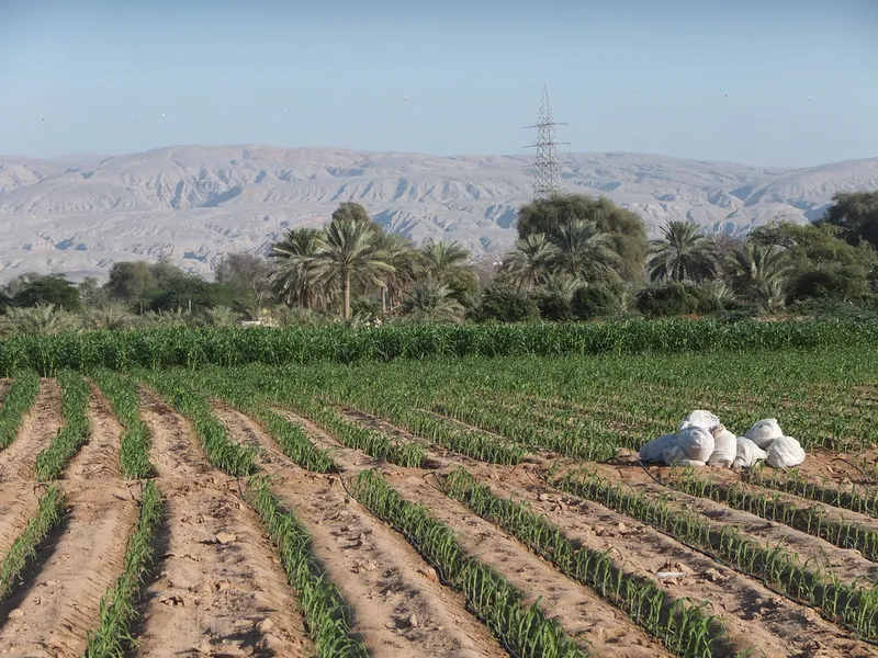 Farming, UAE