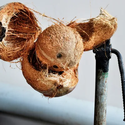 coir industry