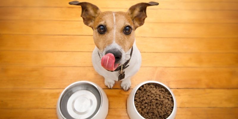 L Catterton Invests $60 Million In Drools Pet Food, Strengthening