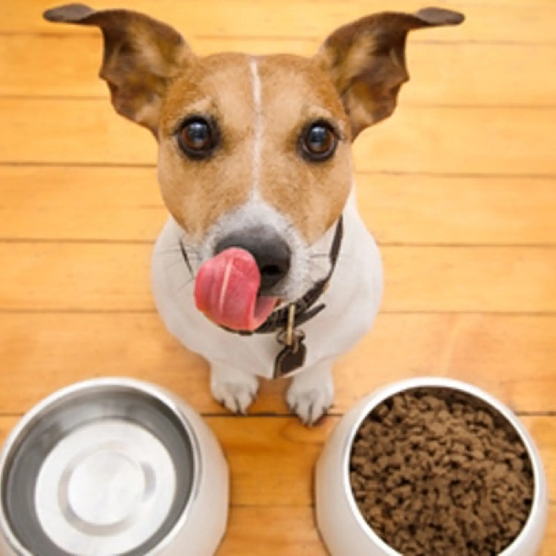 Wipro Consumer Care enters pet food market with launch of Snuggles