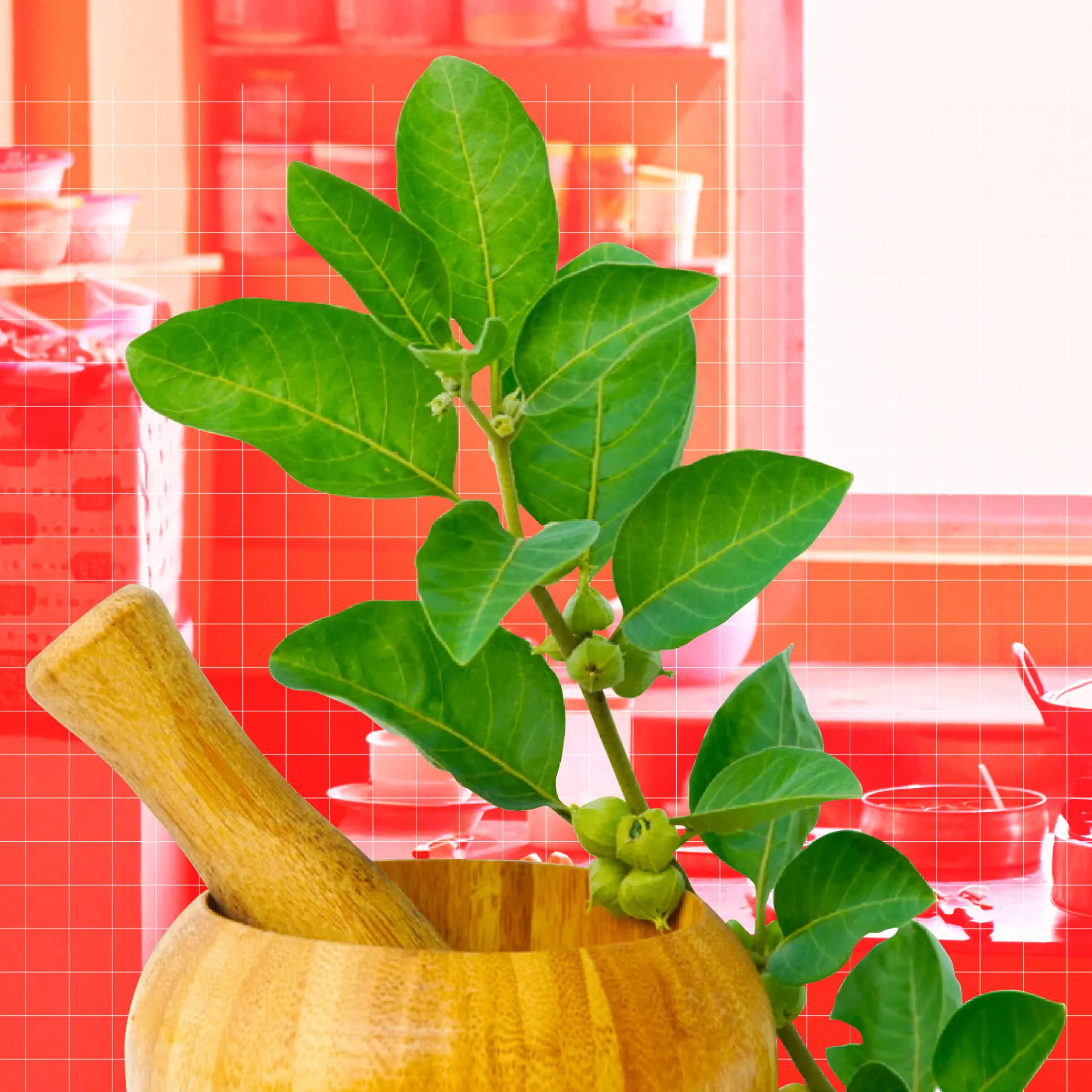 Wellness the Ayurvedic way: 7 homegrown brands shaping India’s wellness market