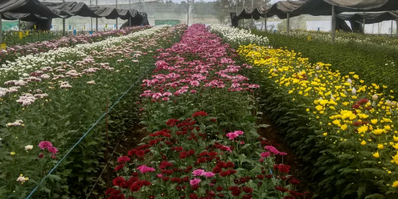 Inside one of the chrysanthemum greenhouses