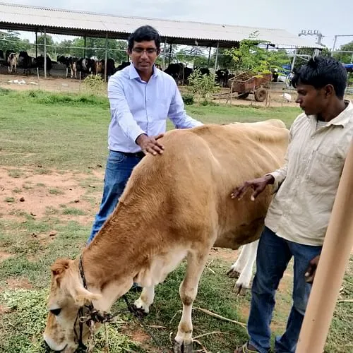 dairy brand