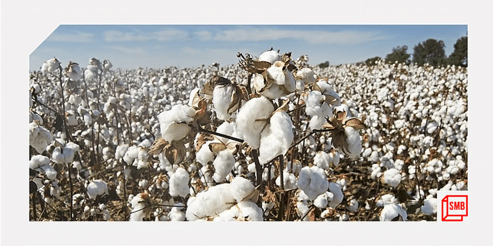 Can solving the cotton crisis provide a boost to the Indian textile MSMEs?