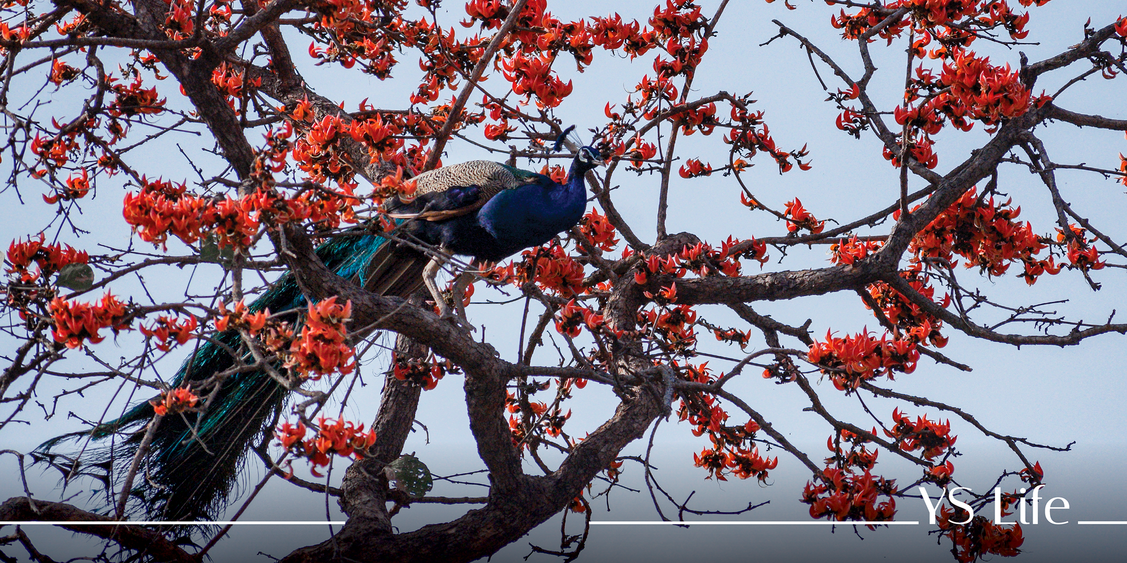 Discover Sariska’s secrets far beyond wildlife