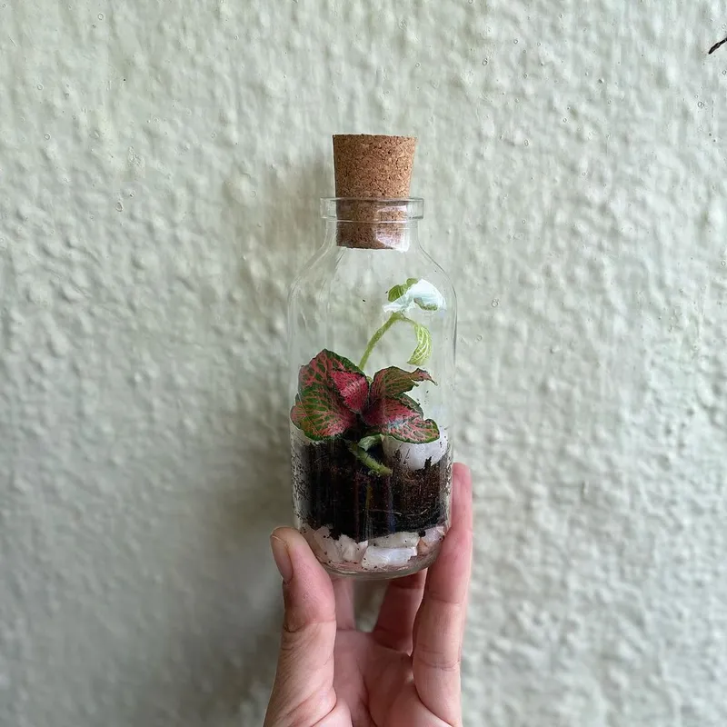 terrarium