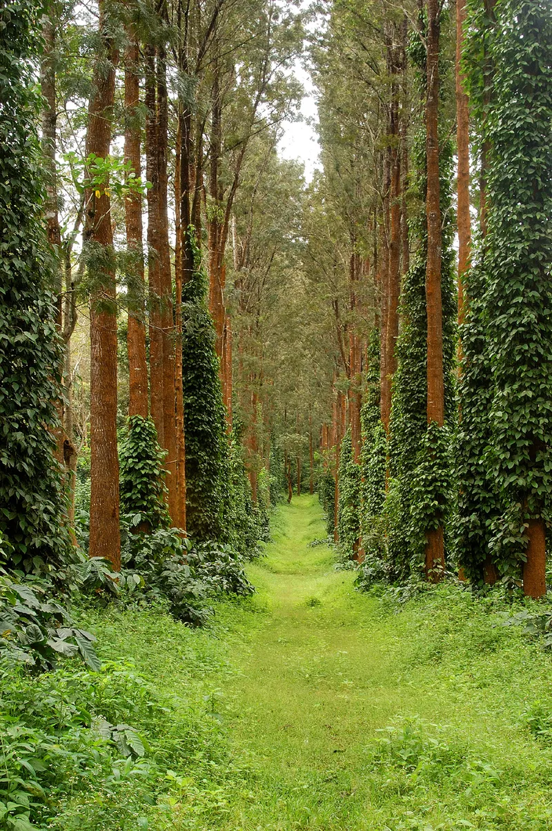 Evolve Back, Coorg