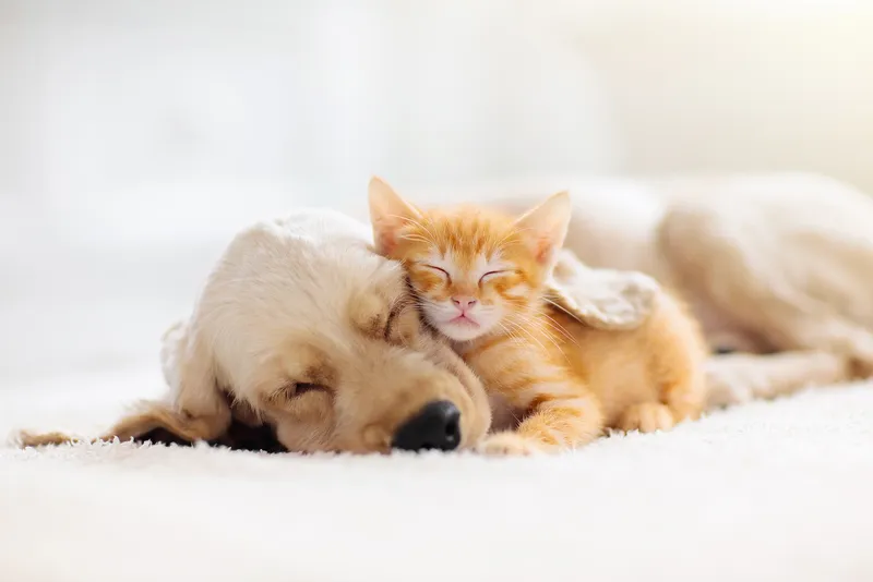 pet care
